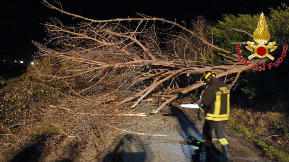 albero caduto santa marinella vvf vigili fuoco pompieri.jpg