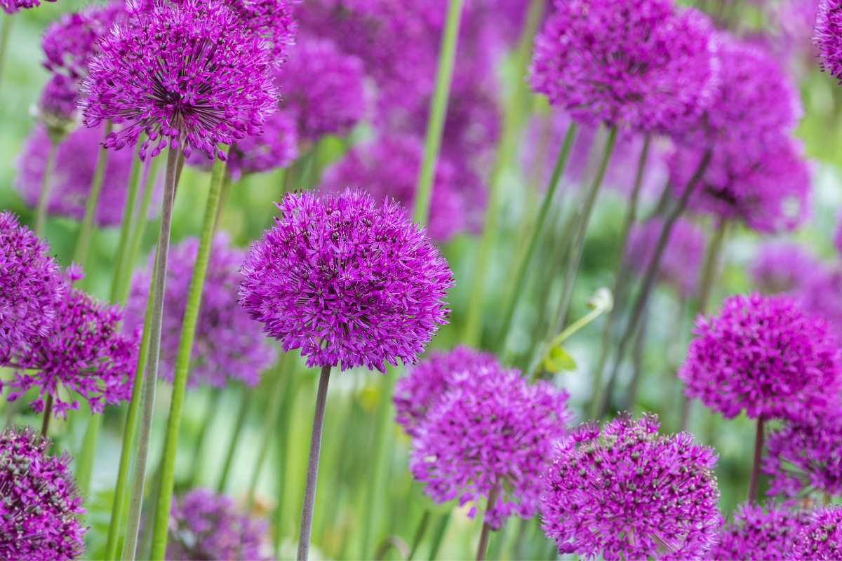Alium: tutto quello che devi sapere per coltivare l’aglio ornamentale 1 allium giganteum.jpg