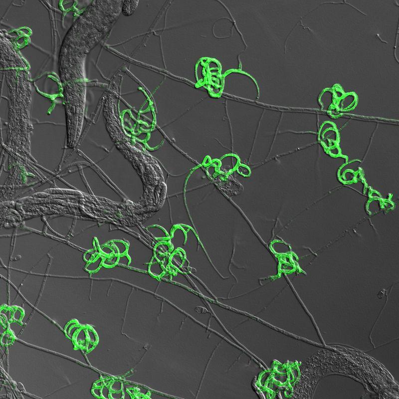 arthrobotrys oligospora m.jpg