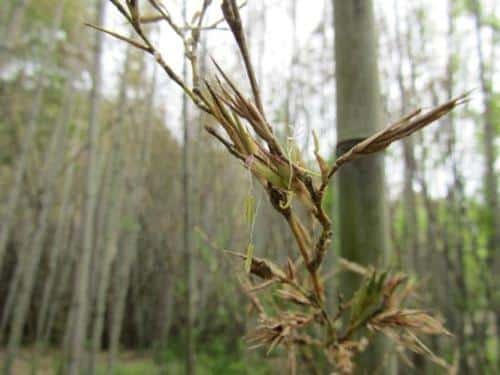 bamboo flower m.jpg