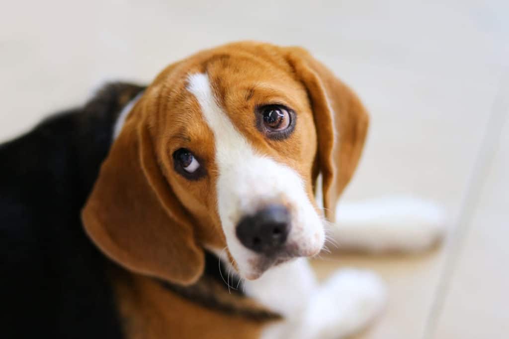 beagle.jpg