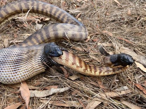 black headed python eating m.jpg