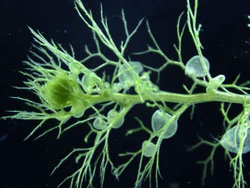 bladderwort m.jpg