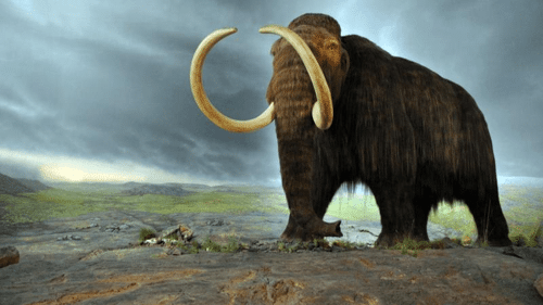 bring back woolly mammoth m.png