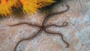 brittle star 1 500x281.jpg
