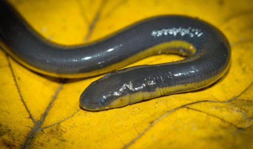caecilian m 2.png