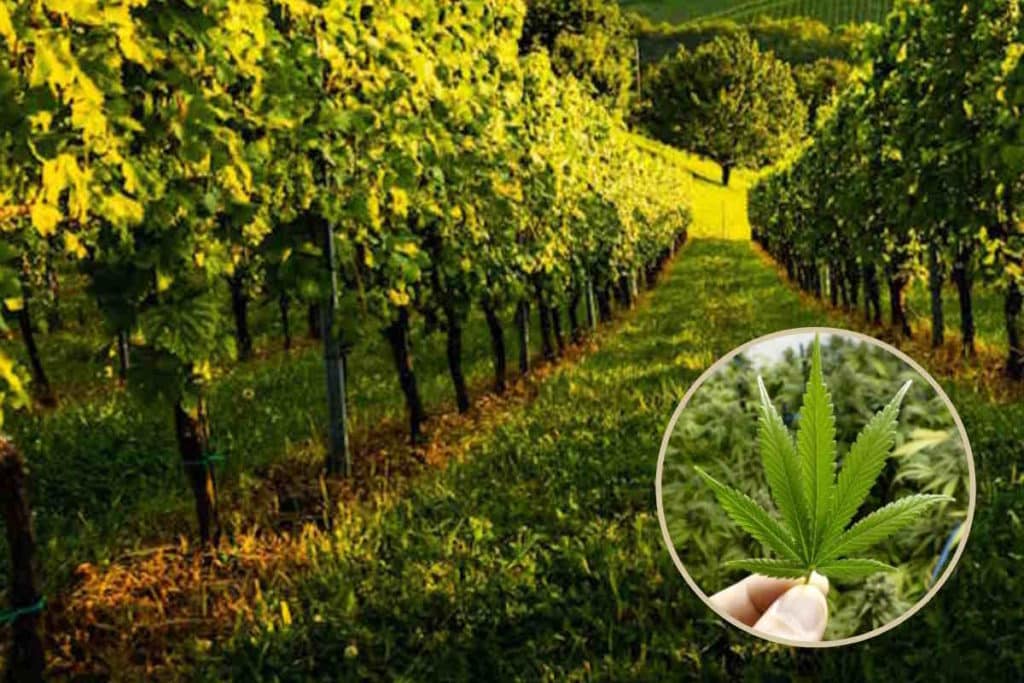 canapa vigneti.jpg
