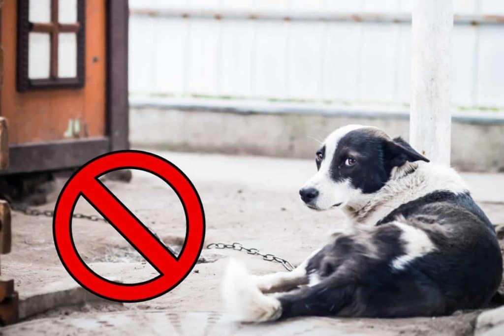 cane catena.jpg