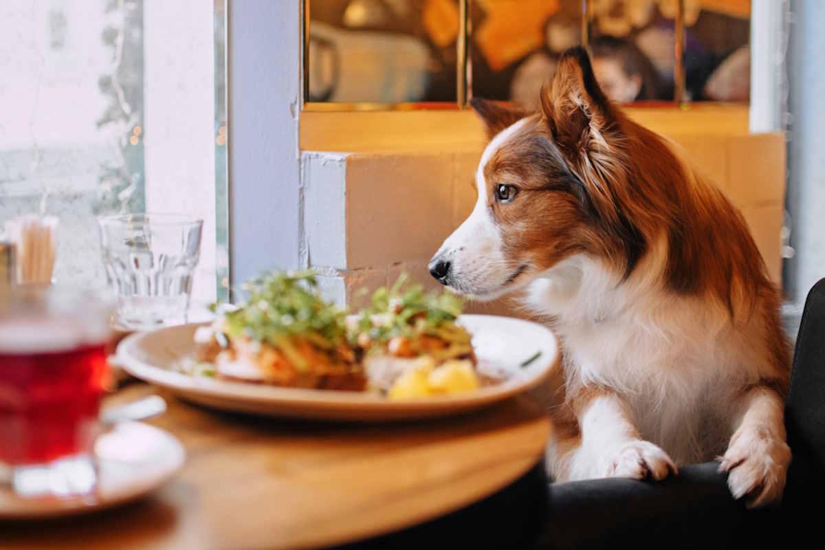 Inaugurato il primo ristorante per umani e cani a Roma, ma ne avevamo davvero bisogno? 1 cane ristorante.jpg