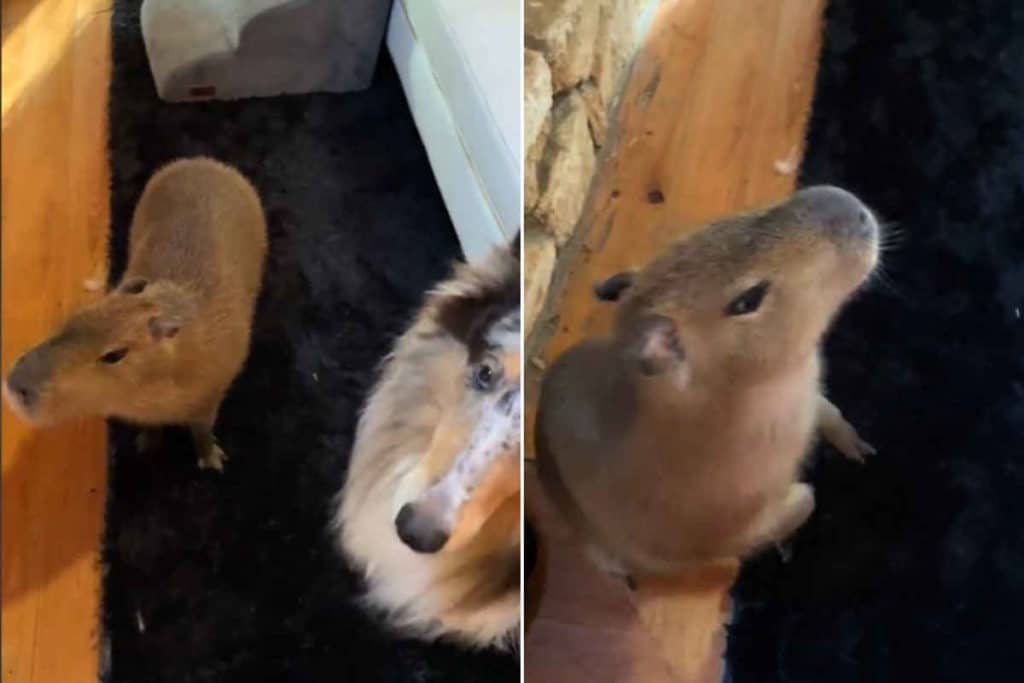 capibara.jpg