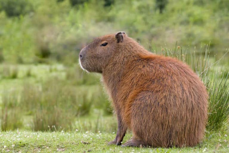 capibara.jpg