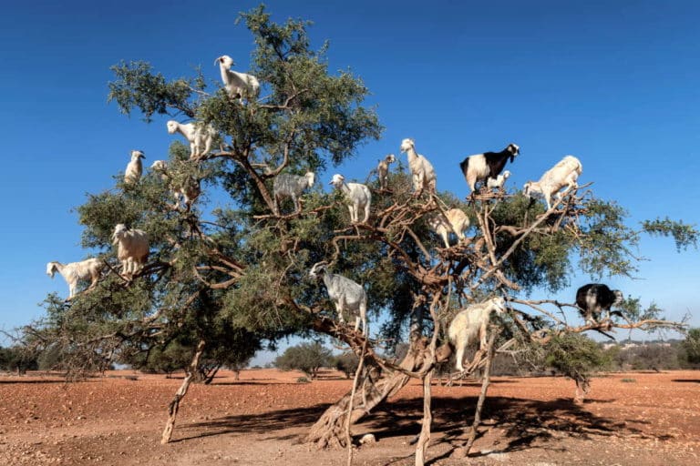 capre marocco.jpg