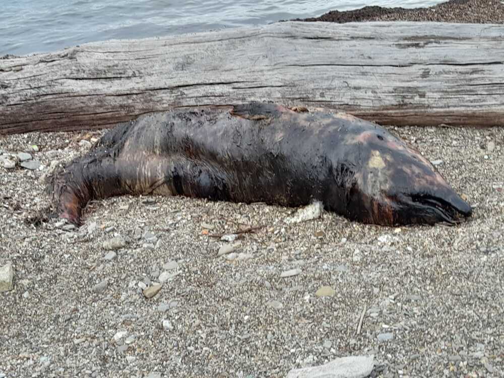 Carcassa di delfino rinvenuta a Civitavecchia 1 carcassa di delfino marangone.jpg