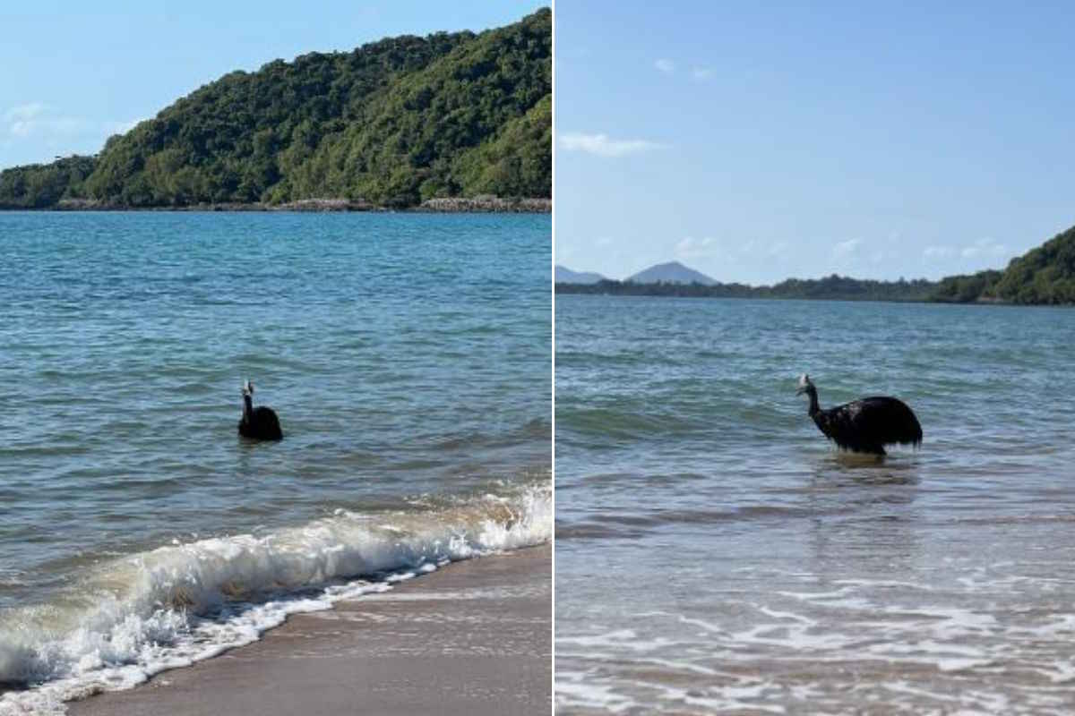 casuario Australia 1.jpg