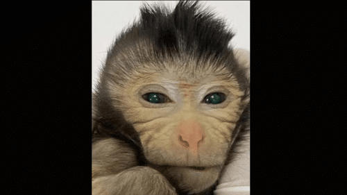 chimeric monkey m.png