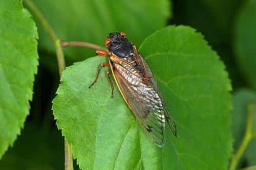 cicada sat on a leaf m.jpg