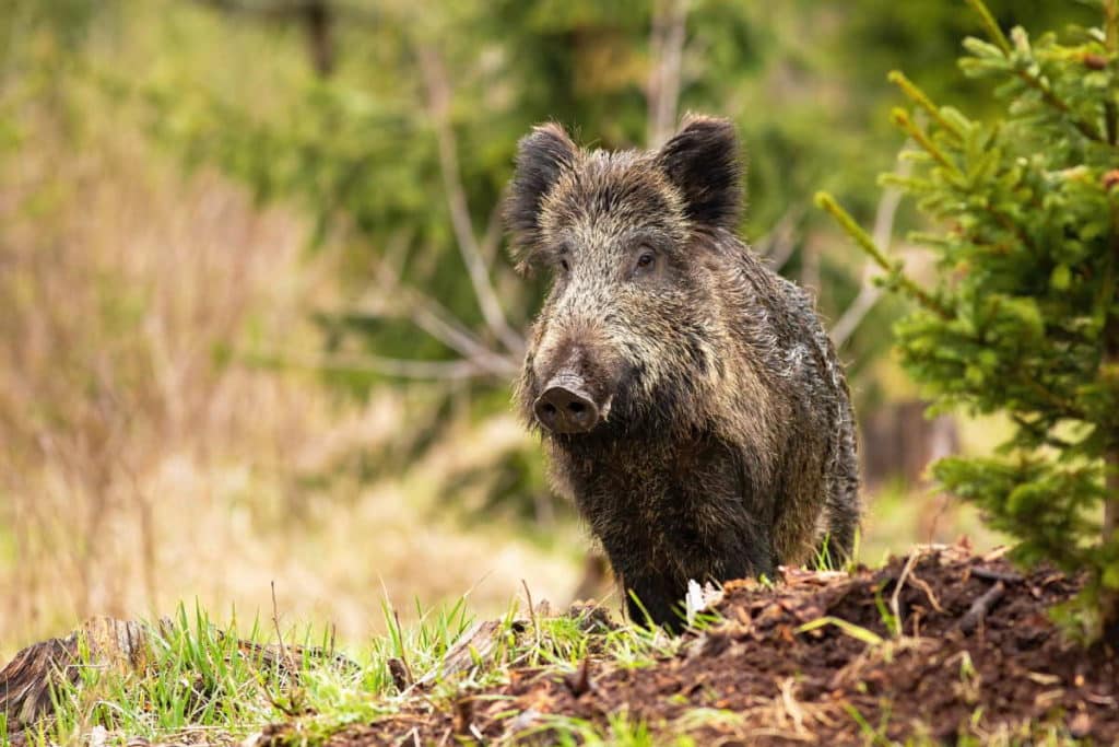 cinghiale 1.jpg