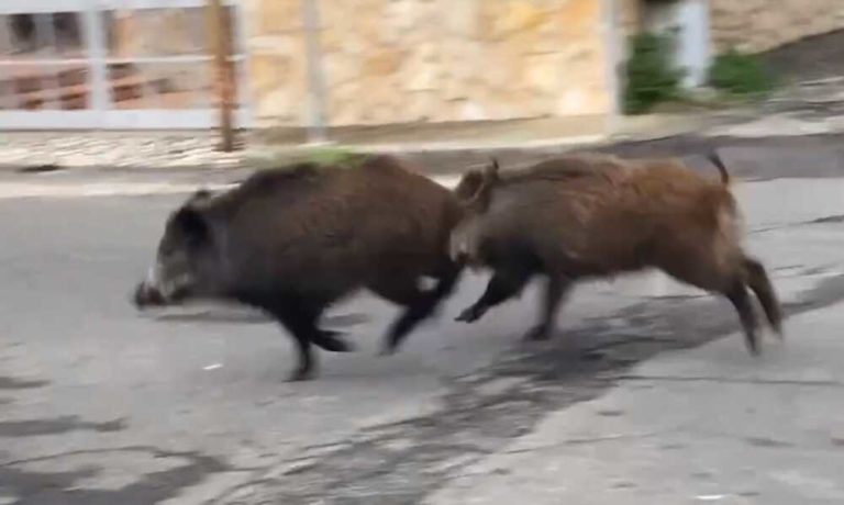 cinghiali caere vetus ladispoli.jpg