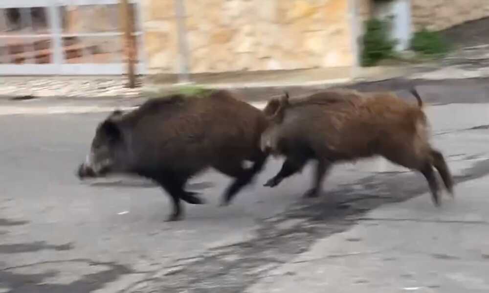 cinghiali caere vetus ladispoli.jpg