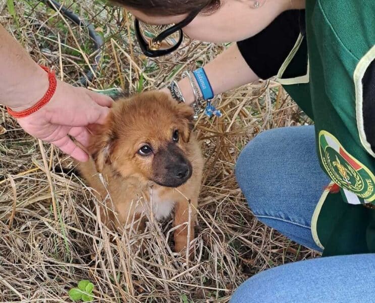 cucciolo fareambiente ladispoli 2 743x600.jpg