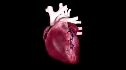 cuore 500x281.jpeg