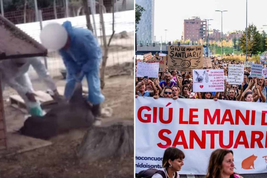cuori liberi.jpg