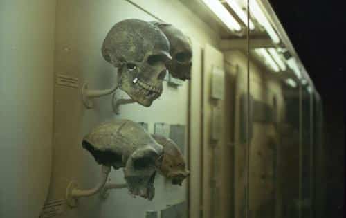 denisovan dna m.jpg