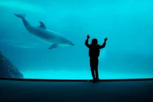 dolphin m.jpg