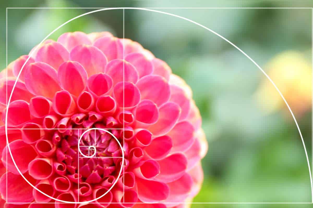 fiori fibonacci.jpg