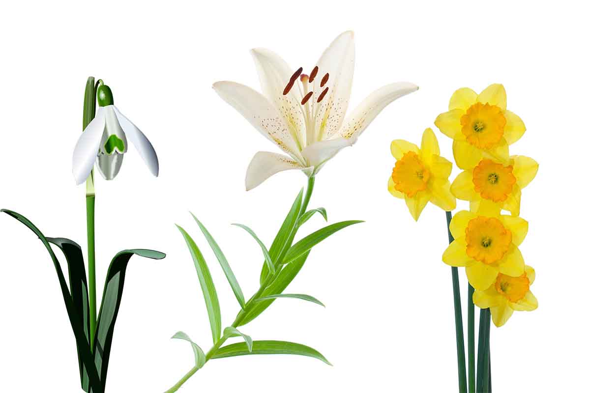 fiori.jpg