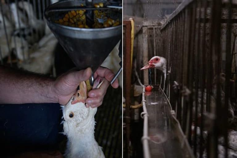 foie gras indagine.jpg