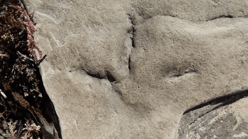 fossil footprints bird australia m.png