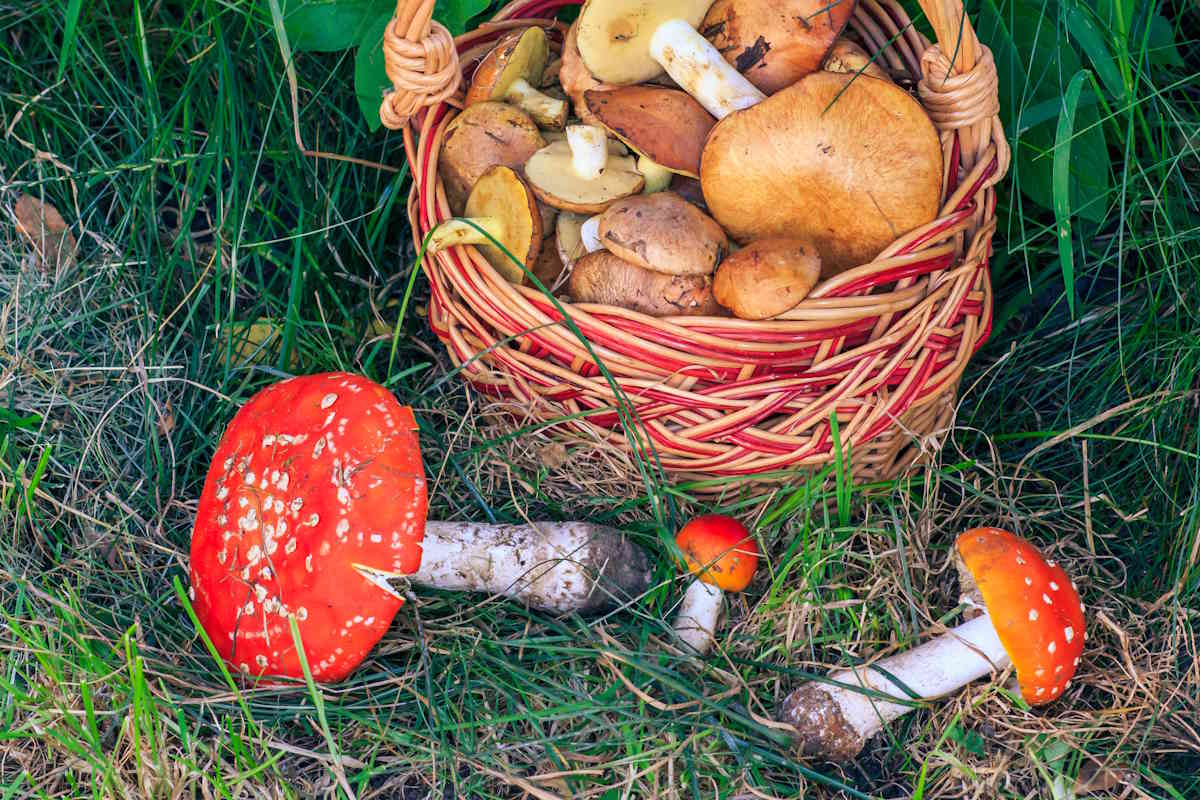funghi.jpg