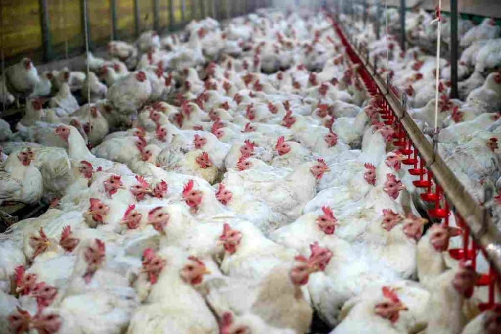 galline ovaiole.jpg