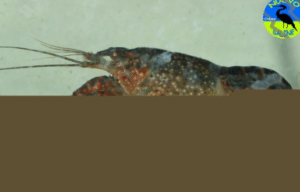 gambero della Louisiana 300x192.png