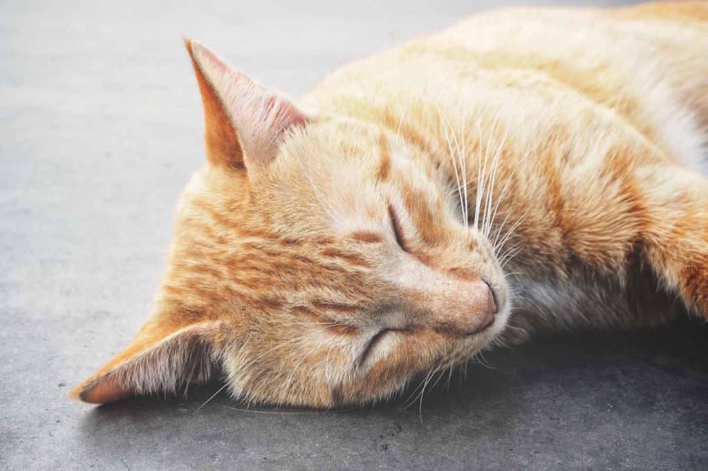 gatto.jpg