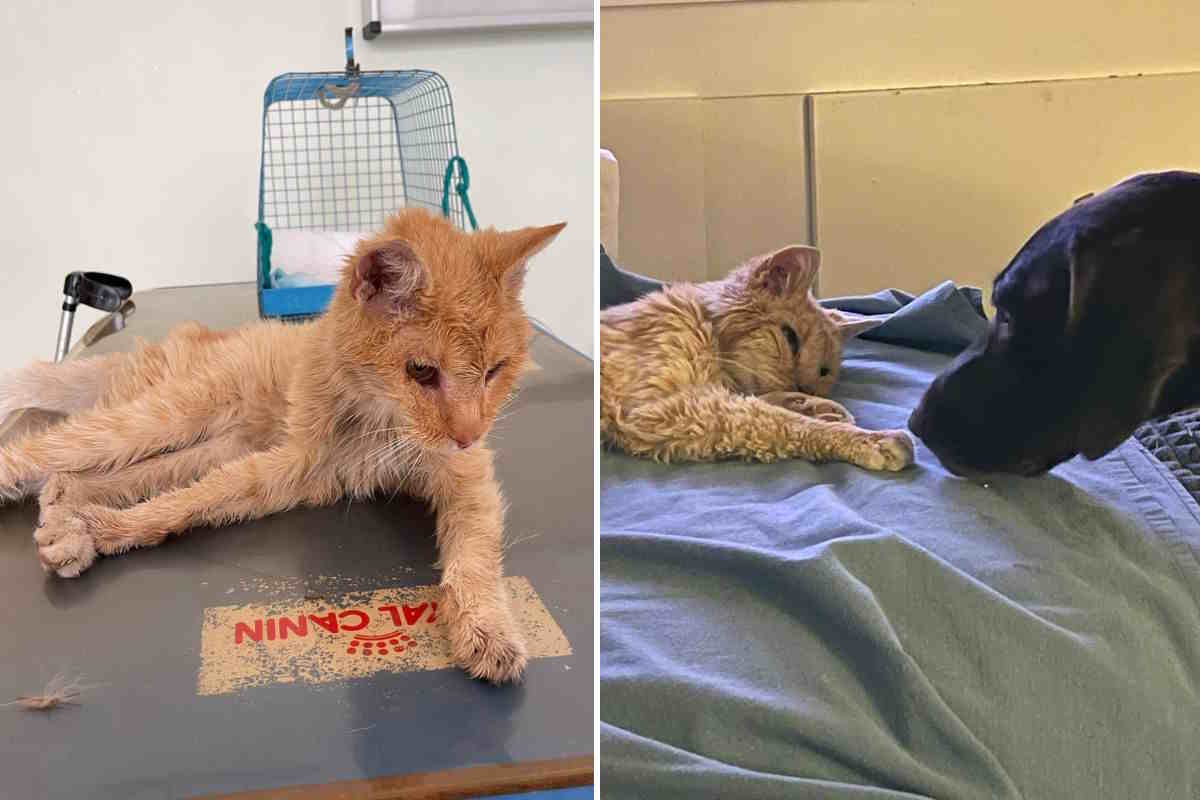 Smarrito da oltre 4 anni, un gatto ha ritrovato la via di casa tornando tra le braccia della sua famiglia 1 gatto casa.jpg