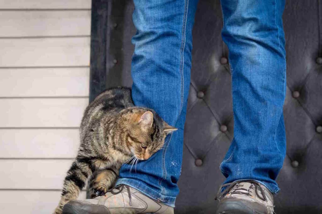 gatto gambe.jpg
