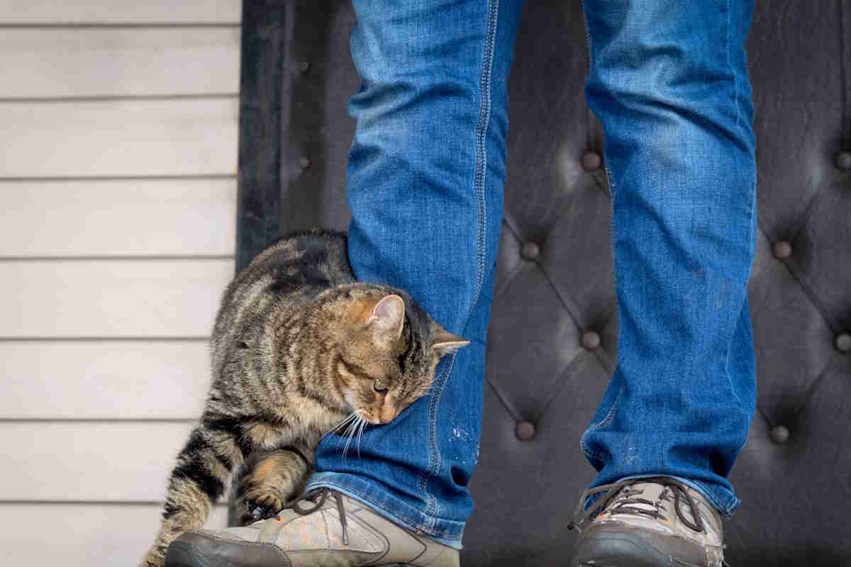 Cosa vuol dire quando il gatto ti si struscia sulle gambe? 1 gatto gambe.jpg