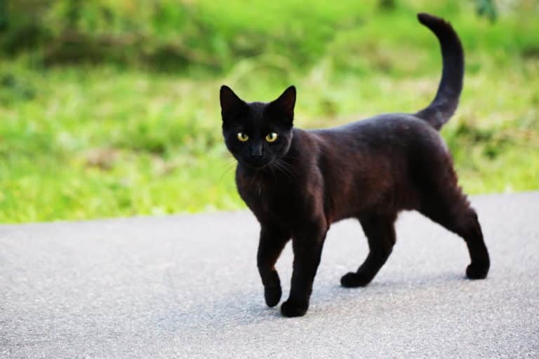 gatto nero 1.jpg