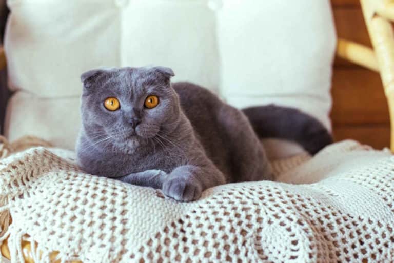 gatto scottish fold.jpg