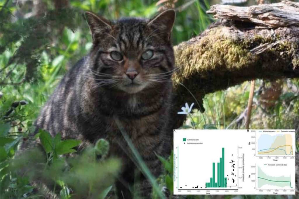 gatto selvatico copertina.jpg