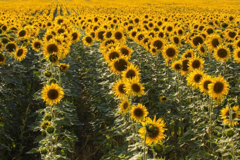 girasoli.jpg