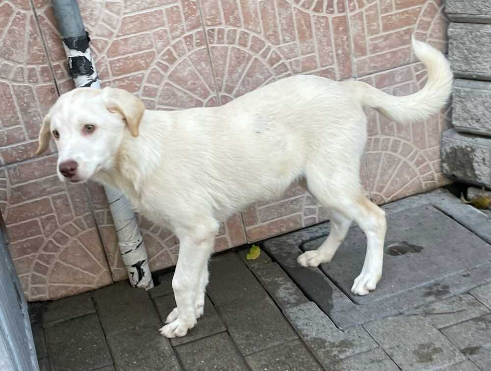 Giulietta, splendida cucciola si merita un’adozione anche a distanza 1 giulietta.jpeg