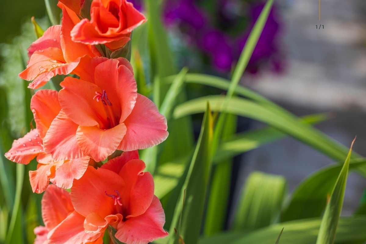 Gladioli: come coltivare in casa o in giardino il fiore simbolo di forza 1 gladioli 1.jpg