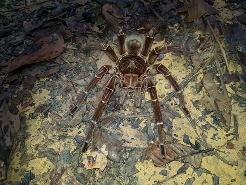 goliath birdeater m.jpg