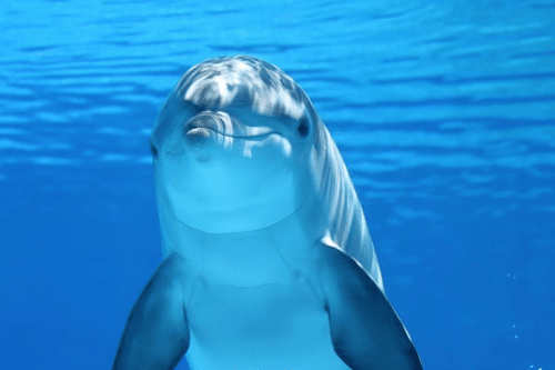 good boy dolphin m.png