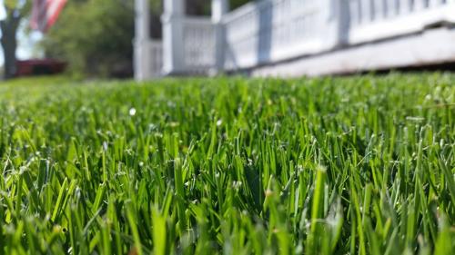 green lawn m.jpg