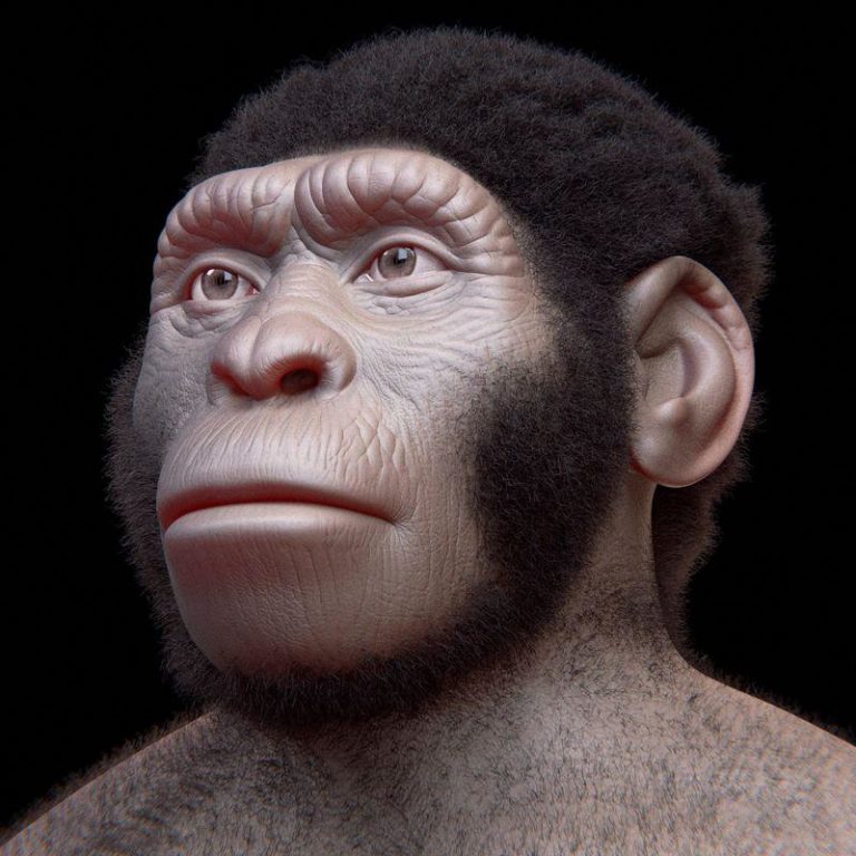 homo naledi m.jpg