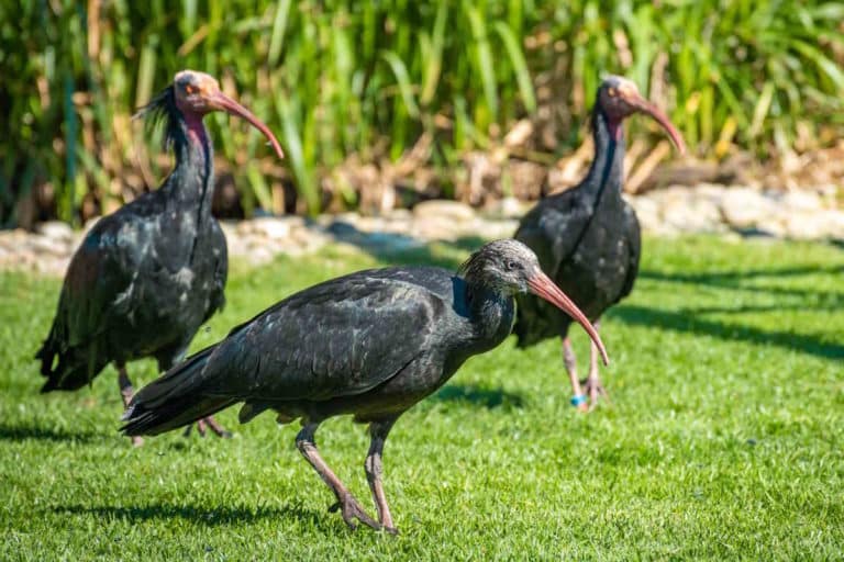 ibis eremita.jpg